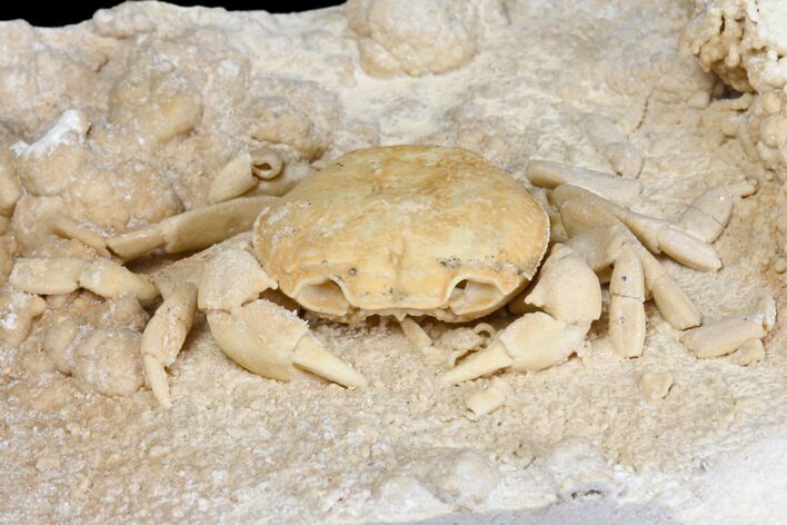 Fossil Crab (Potamon) Preserved in Travertine - Turkey #145045